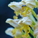 Image of Small-dotted Orchis