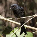 Image of Fork-tailed Drongo