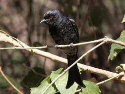 Image of drongos