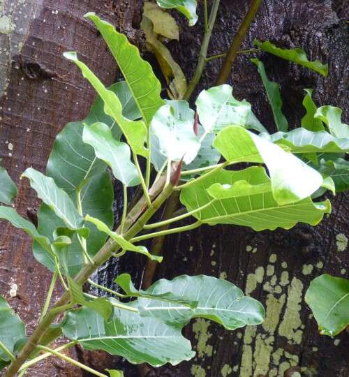 Image of Ficus nymphaeifolia Mill.