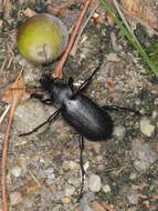 Imagem de Calosoma (Campalita) auropunctatum (Herbst 1784)