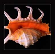 Image of orange spider conch