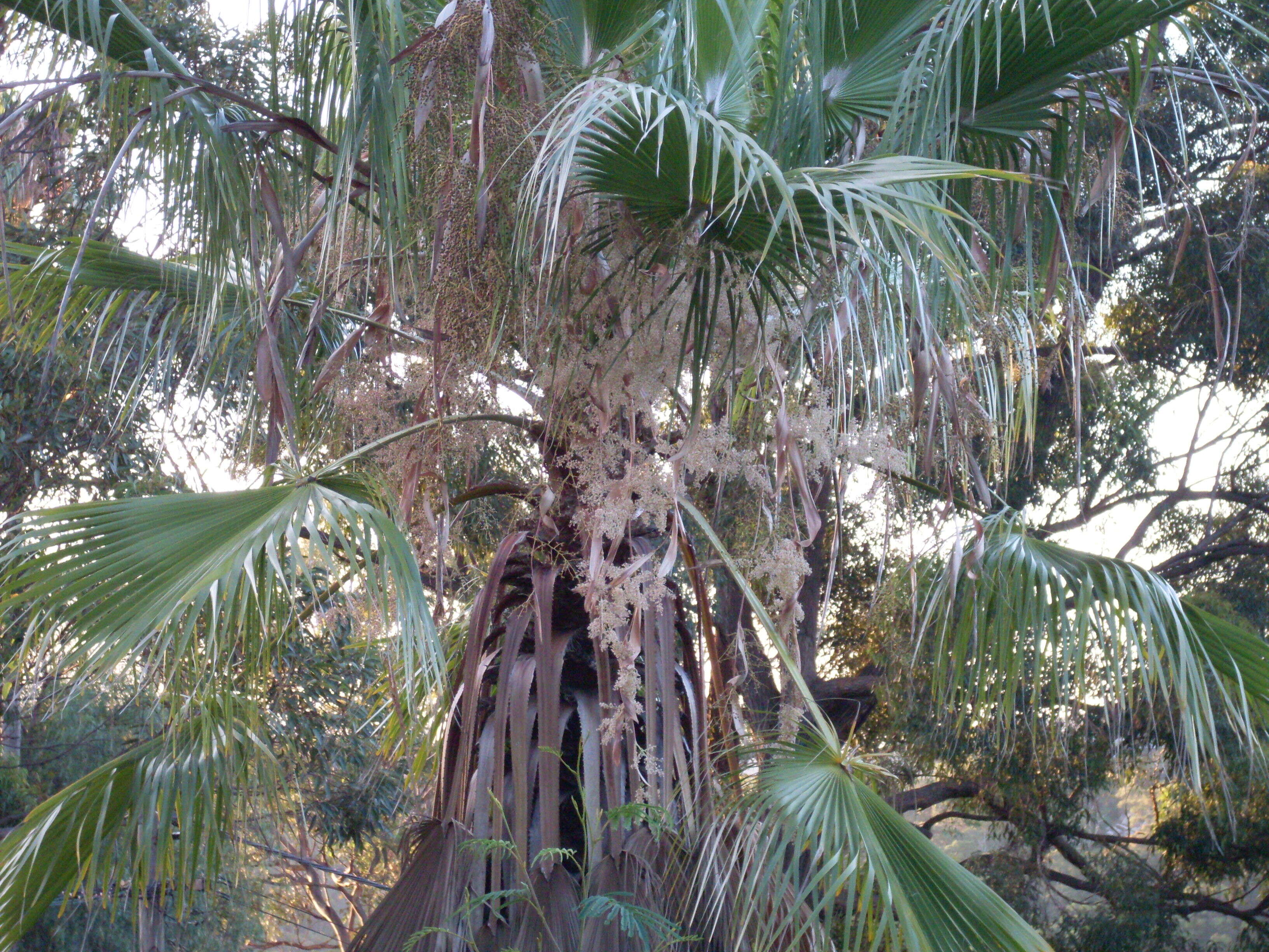 Image of fan palm