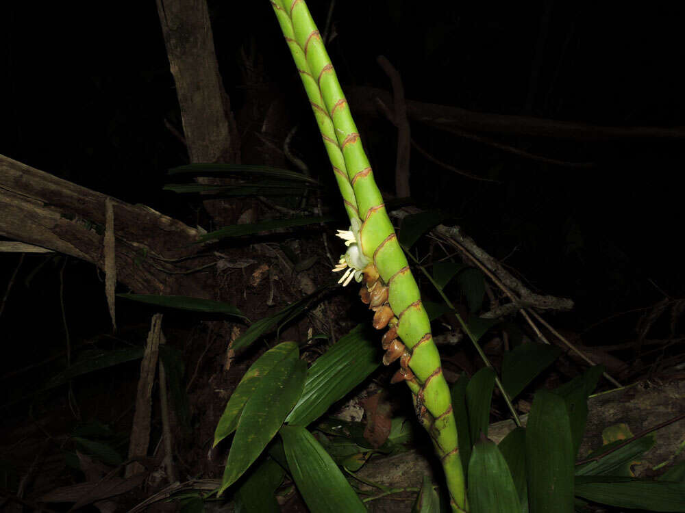 صورة Werauhia gladioliflora (H. Wendl.) J. R. Grant