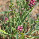 Image of Fumitory