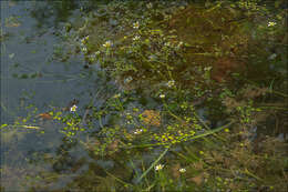 Image of Thread-leaved Water-crowfoot