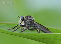 Image of Manx robber fly