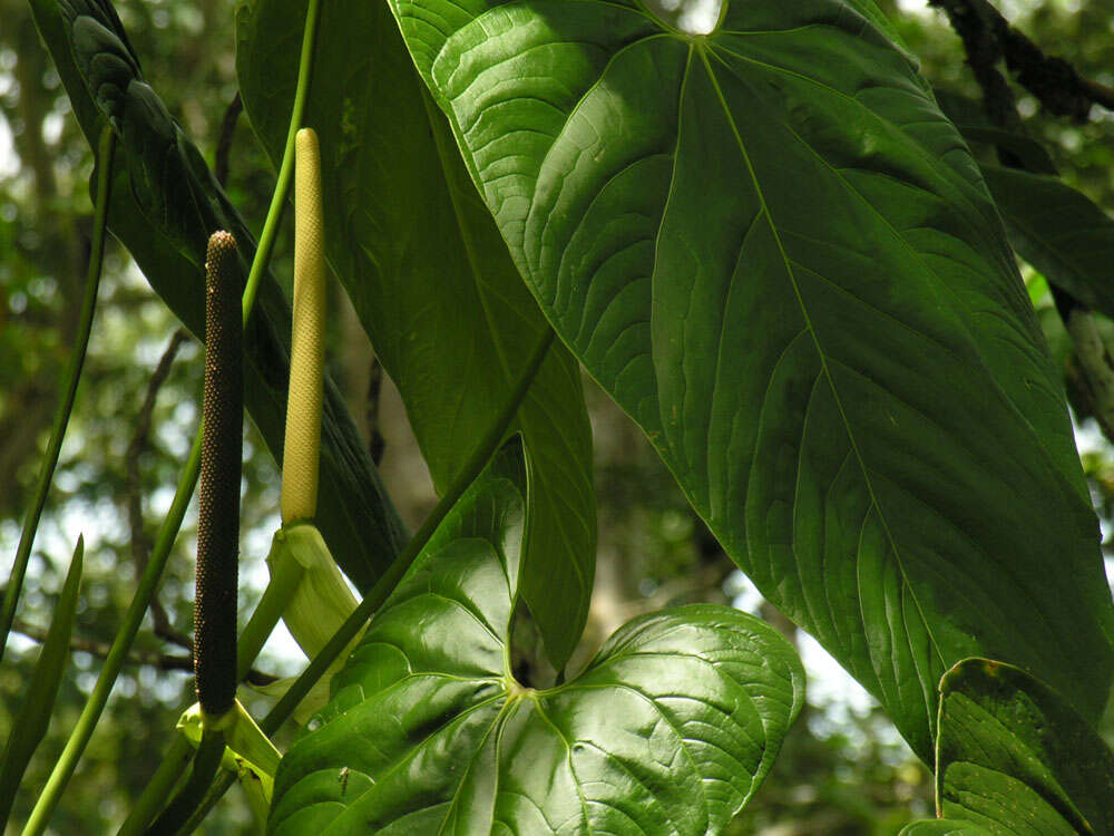 Anthurium ravenii Croat & R. A. Baker resmi