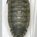 Image of Porcellionides cingendus (Kinahan 1857)
