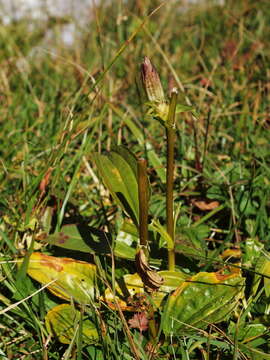 Image de Gentiana pannonica Scop.