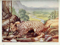 Image of wild cat