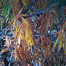 Image of <i>Acer palmatum dissectum</i>