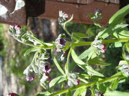 Image of hound's tongue