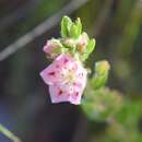 Image of hairy laurel