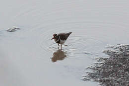 Image of African Three-banded Plover