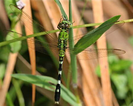 Imagem de Erythemis Hagen 1861