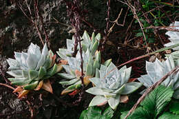 Image of Dudleya