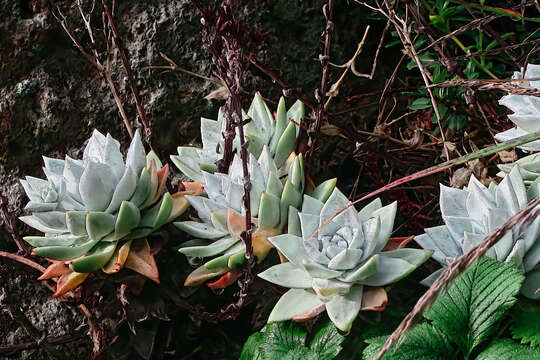 Image of Dudleya