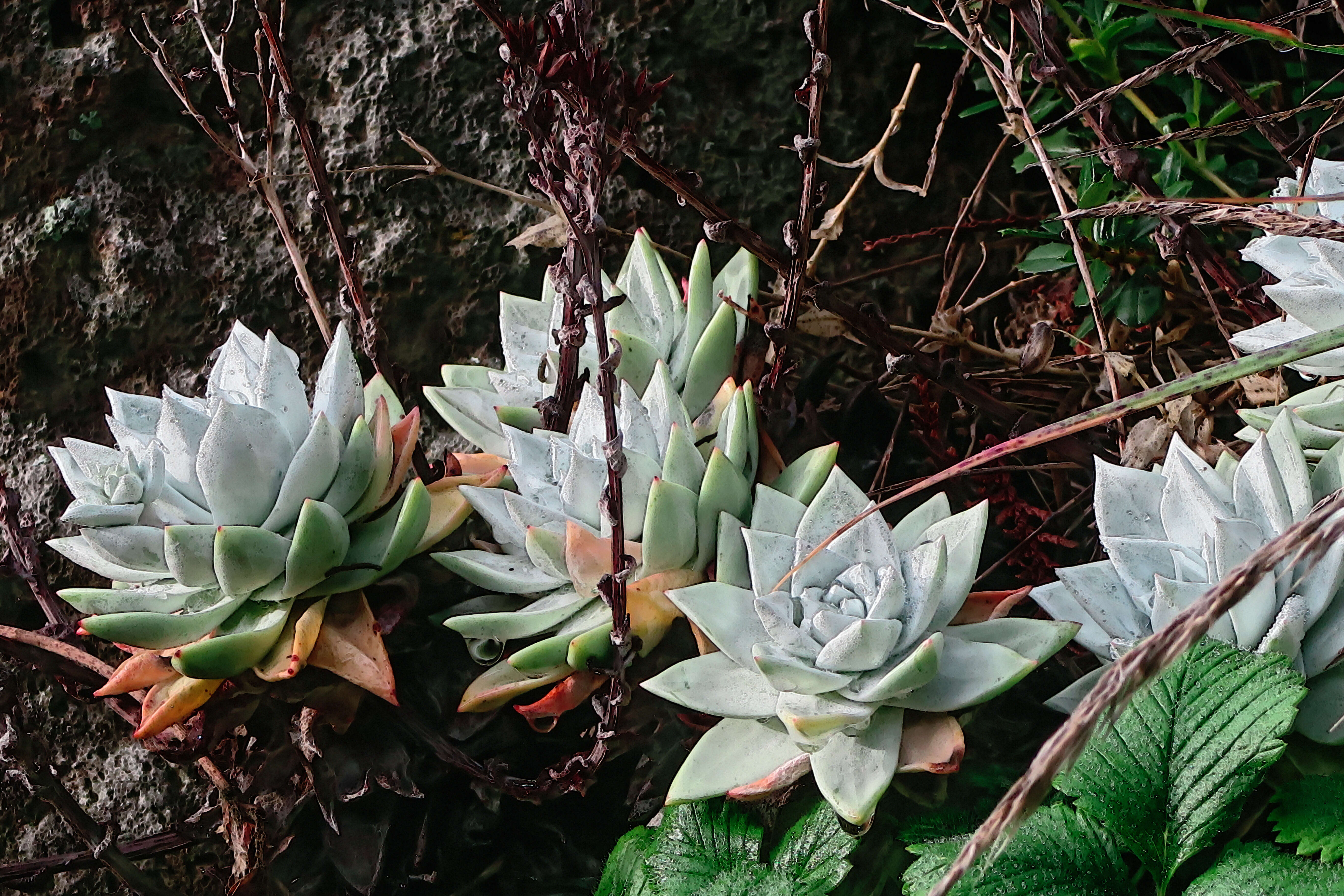 Image of Dudleya