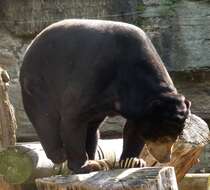 Image of Sun bear