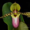 Image of Queen Victoria Paphiopedilum