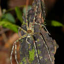 Image of Lichen Huntsman Spider