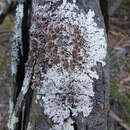 Image of Texan canoparmelia lichen