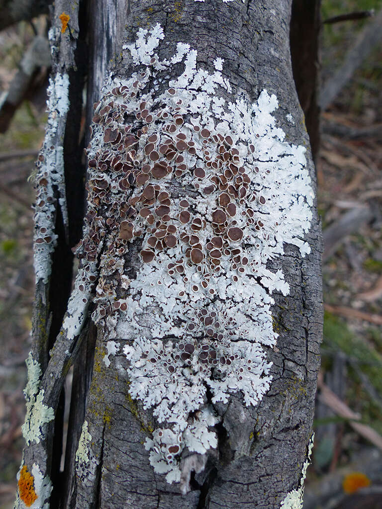 Image of canoparmelia lichen