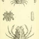 Imagem de Seiitaoides stimpsonii (Miers 1884)