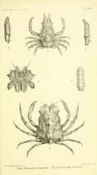 Image of Seiitaoides Griffin & Tranter 1986