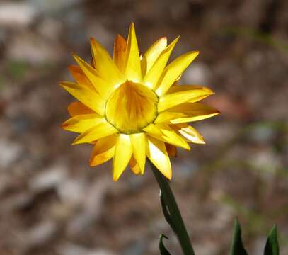 Plancia ëd Xerochrysum bracteatum (Vent.) N. N. Tzvel.