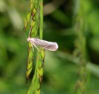 Image of Glyphipterix fuscoviridella Haworth 1812