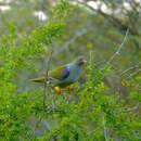 Image of African Green Pigeon
