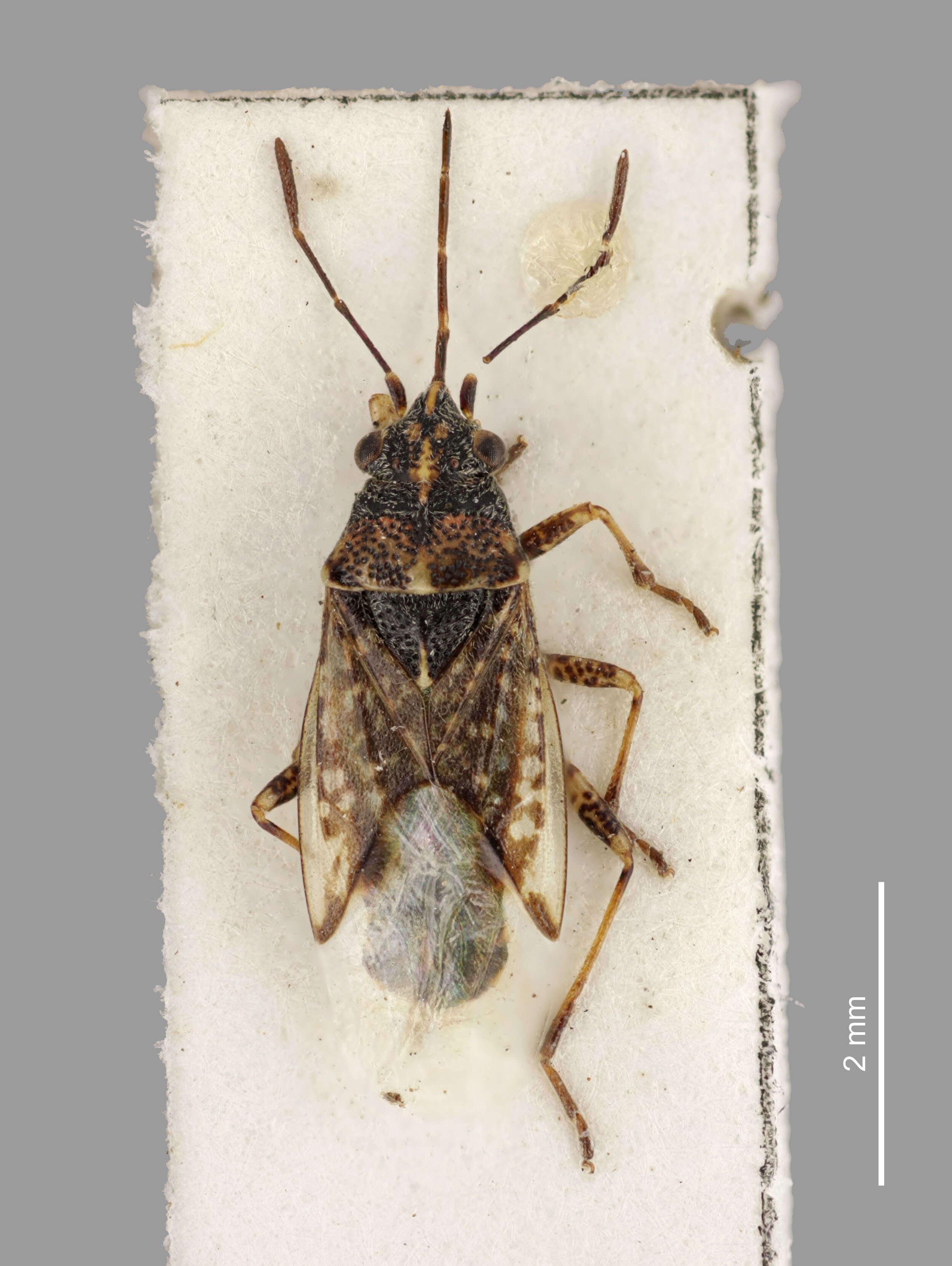 Image of False Chinch Bug