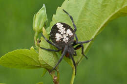 Image de Eriophora fuliginea (C. L. Koch 1838)