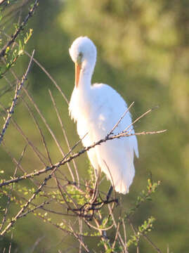 Image of Intermediate Egret