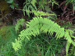Image of scrambling fern