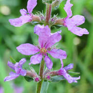 Image of loosestrife