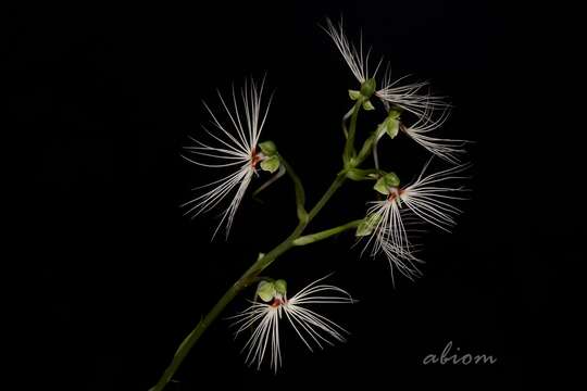 Image de Habenaria medusa Kraenzl.