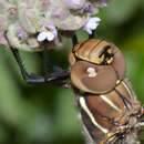 Image of lancer dragonfly