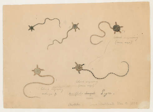 Imagem de Hemipholis Lyman 1865