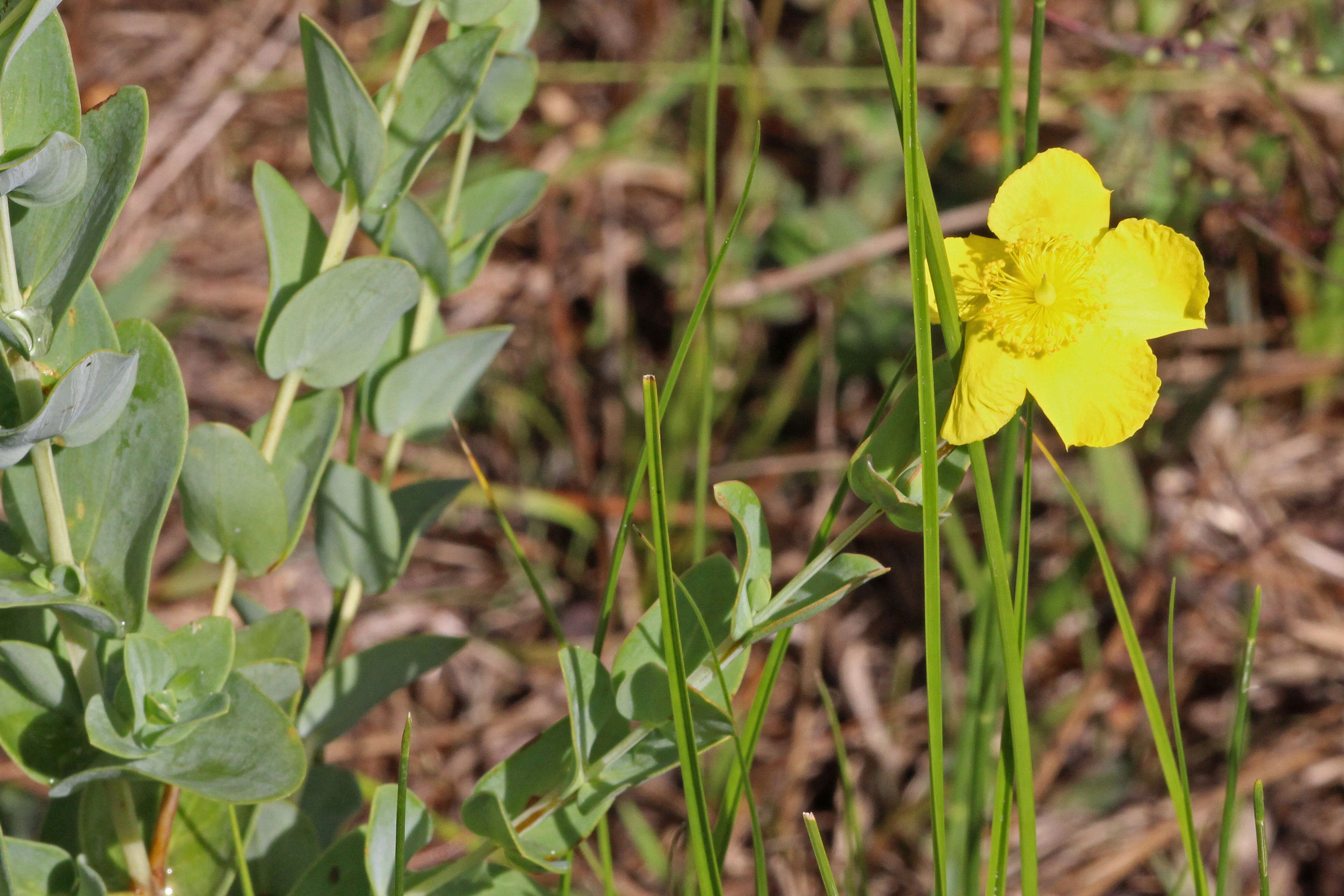 Image of fourpetal St. Johnswort