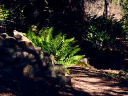 Polystichum resmi