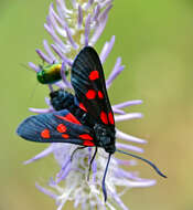 Image of Zygaena