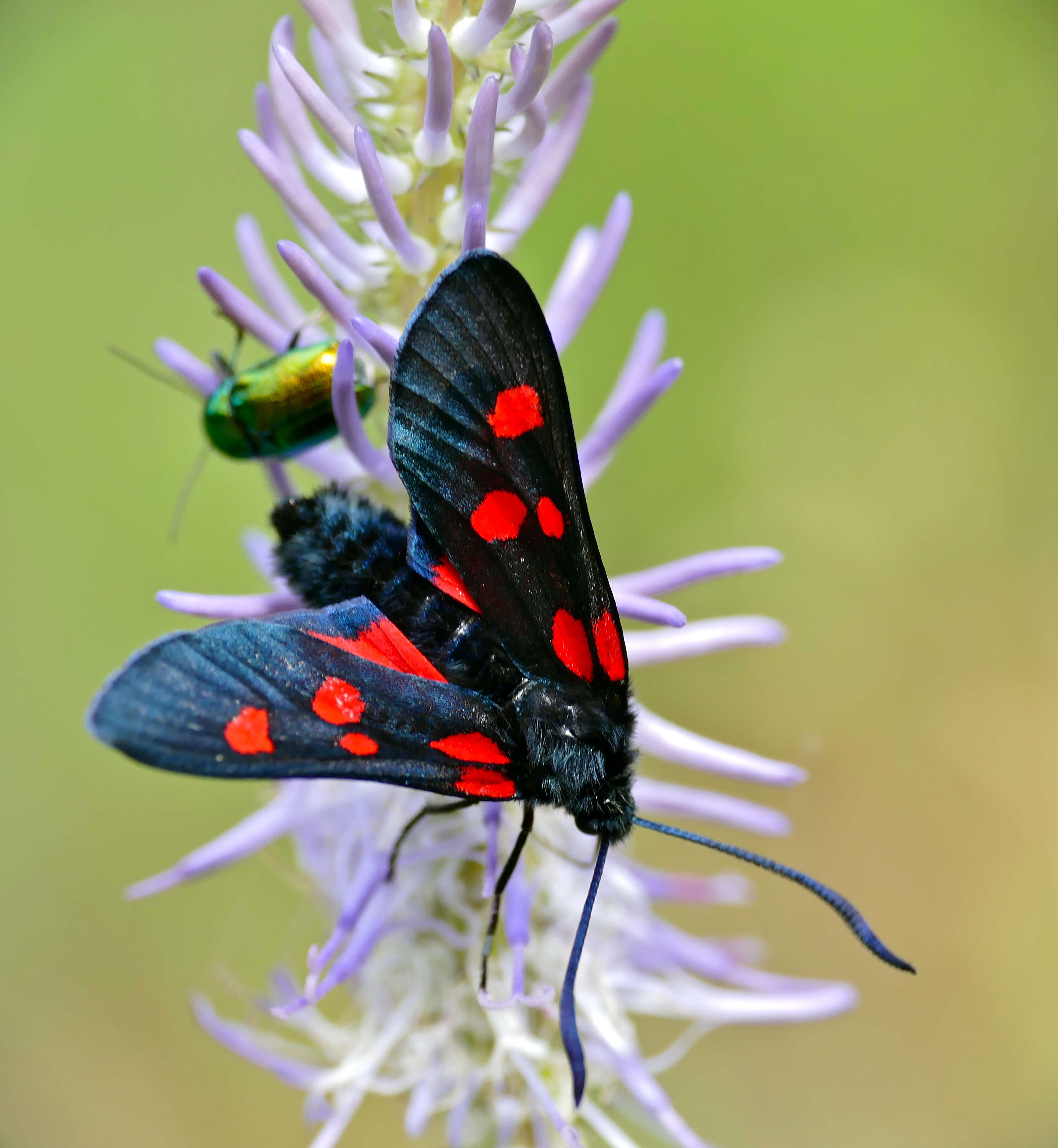 Слика од Zygaena