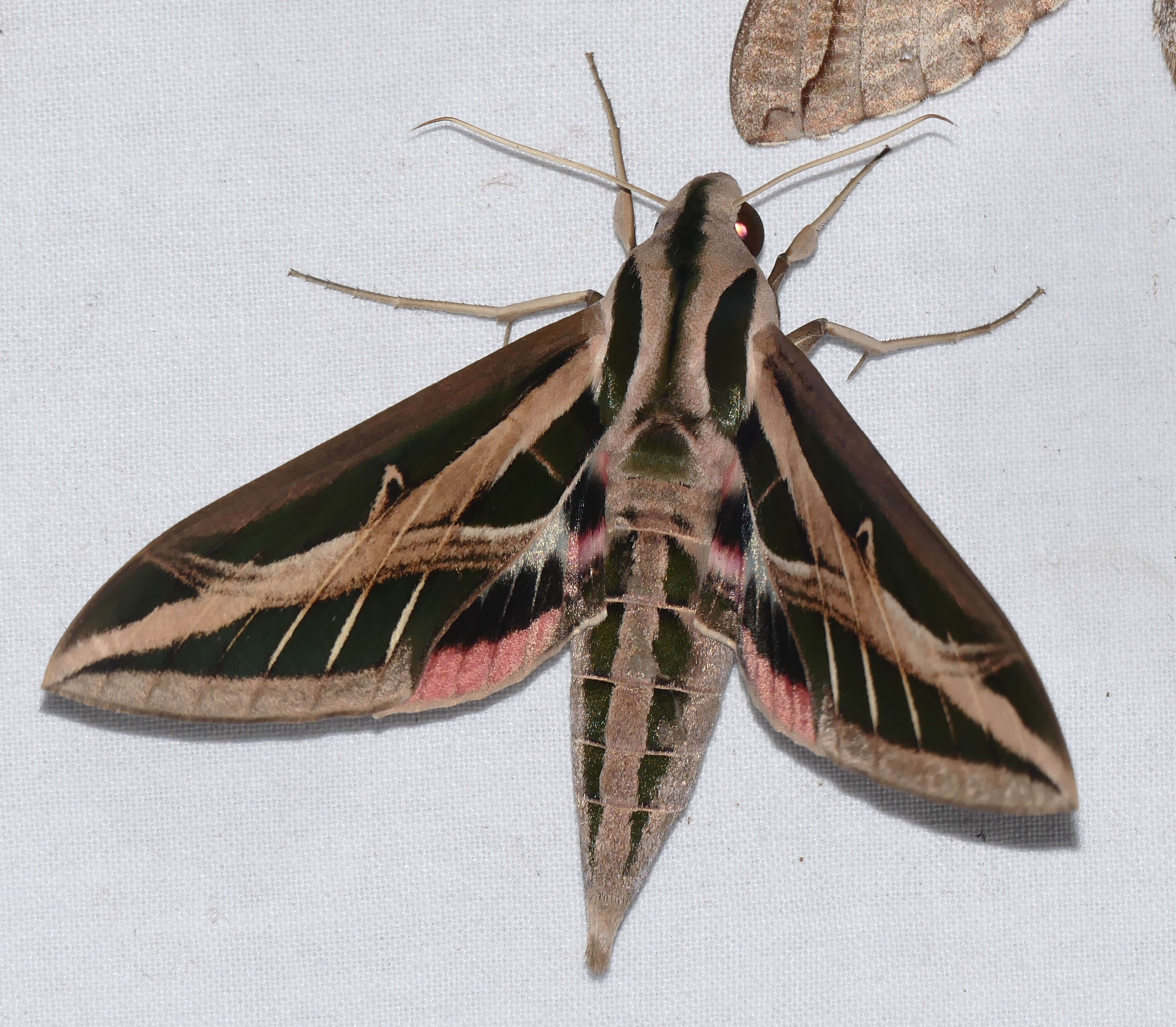 Image of Eumorpha Hübner (1807)