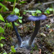 Imagem de Entoloma percoelestinum O. V. Morozova, Noordel., Vila & Bulyonkova 2014