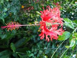 Image of fringed rosemallow