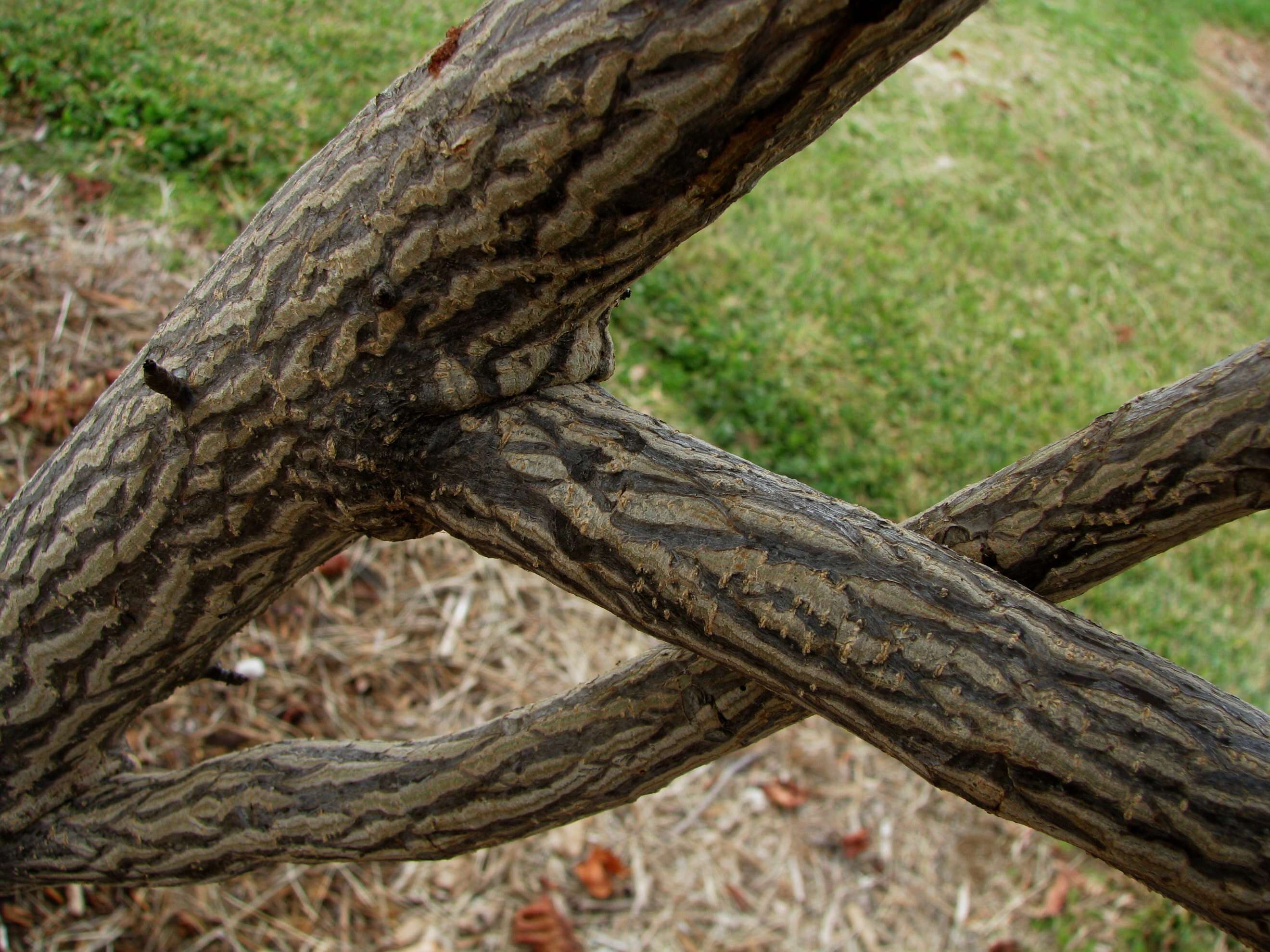 Image of treecotton