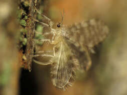 Image of pleasing lacewings